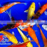Koi Fish Bleeding Farm and Export From Thailand thumbnail-3