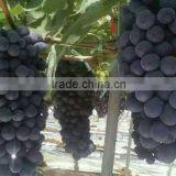 Chinese Fresh Black Globe Grape thumbnail-4