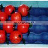 Gold Supplier Wholesale PP/PS/PET Fruit Packaging Tomato Tray Box thumbnail-2