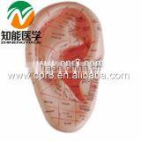 BIX-Y1024 12cm Ear Massage Model thumbnail-1