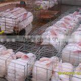 Automatic Cheap Rabbit Cages for Sale thumbnail-3
