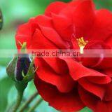 Attar Gulab (Rose) for Nervous Tension, Headache, Relieves Shock, Palpitations, Poor Circulation, Nausea Etc. thumbnail-2
