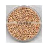 Barley Feed Grade thumbnail-1