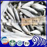 Round Scad fish size 80-100 100-120 120-140 Decapterus Maruadsi