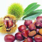 2015 Good and Sweet Chestnut From Hebei Province