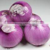 Fresh Chinese Red Onion thumbnail-4