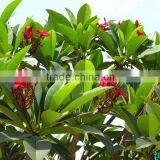 Natural Outdoor Plants Plumeria Rubra Red Flower thumbnail-4