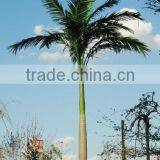 Home Garden Edging Decorative 5ft to 16ft Height Outdoor Artificial Green Plastic Palm Trees EDS06 0844 thumbnail-4