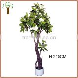 artistic magnolia flowering tree in 7' tall for indoor decoration