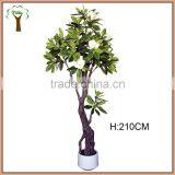 Artistic Magnolia Flowering Tree in 7' Tall for Indoor Decoration thumbnail-1
