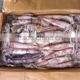 Frozen Whole Round Squid Todarodes Pacificus thumbnail-1