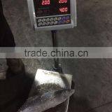 Best Quality Reasonable Price Frozen Bonito Sarda Sarda thumbnail-1