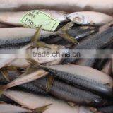 Whole Round Frozen Pacific Mackerel150-200g thumbnail-1