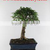 Zelkova 25cm Ball thumbnail-1