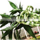 Lucky Bamboo thumbnail-2