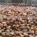 Fresh Semi Husked in Asian Countries thumbnail-3