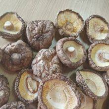 Lentinula Edodes thumbnail-2