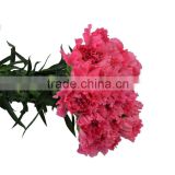 Top grade deep pink color fresh cut carnation