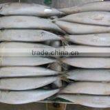 Frozen Mackerel 150-200g 200-300g 300-400g