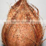 Semi Husked Mature Coconuts From India thumbnail-1