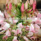 Spiny Spiderflower ,Cleome.,flower Seed,herb Seed,vegetalbe Seed,fruit Seed,grass Seed thumbnail-4