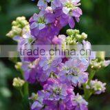 Common stock violet, Matthiola, flower seeds , herb seed,vegetalbe seed,fruit seed,grass seed