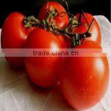 Tomato Round shape