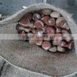 Dandong Fresh Chestnut 40-60 Fresh Chinese Chestnut for Sale thumbnail-1