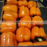 Yellow Color and Red Pepper Type, Bell Peppers thumbnail-2