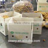 HOT SALE BEST QUALITY FRESH GINGER thumbnail-4