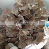 Best Selling Organic Dried Maitake Mushroom thumbnail-6