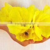 Main Product Evening Primrose Plant Oil Cure PMS thumbnail-2