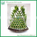 Indoor Decoration Pyramid Shaped Lucky Bamboo Plant thumbnail-1