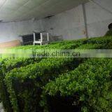 1.5mx1.5mx30cm Life Size Clear Large Top Party Artificial Landscape uv Plastic Small Animal Eucalyptus Leaf Hedge Fence E03 1103 thumbnail-1