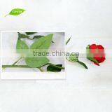 Factory Wholesale Cheap Artificial Red Rose Flower Ornament for Wedding/Party thumbnail-3