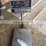 Seafrozen 300-500G Whole Round Frozen Bonito Frozen Frigate Tuna thumbnail-1