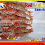 FROZEN RED MULLET WHOLE ROUND