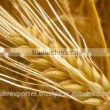 Best BARLEY From Direct UKRAINE PRODUCER thumbnail-2