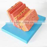 The Human Stomach Amplification Hierarchy Model of Gastric Digestive Department Special Amplification Model thumbnail-4