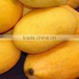Hot Selling Fresh Pakistani Chaunsa Mango ( Special Offer for Iran ) thumbnail-5