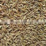 Cumin Seed thumbnail-2