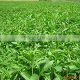 ISO HACCP KOSHER FDA Factory Directly Supplier Stevia Leaf Extract RA98% Stevia Extract thumbnail-6