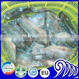 Frozen Tilapia Wholesale Price Fish for Canning thumbnail-6