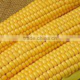 Chicken Feed Yellow Corn