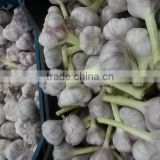 Garlic Type and Fresh Style fresh white garlic 2017