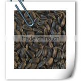crude OIL sunflower seeds and nuts round shape 033