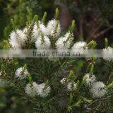 TEA TREE ESSENTIAL OIL BEST EXPORTER OF INDIA thumbnail-3