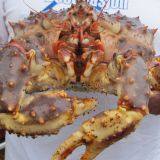 Norwegian Red King Crab, King Crab Legs With Clusters,Live Red King Crab Mud Crab, Live Dungeness Crab thumbnail-3