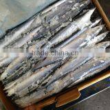 High Quality Frozen Saury thumbnail-1