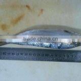 Sardine for Bait thumbnail-1